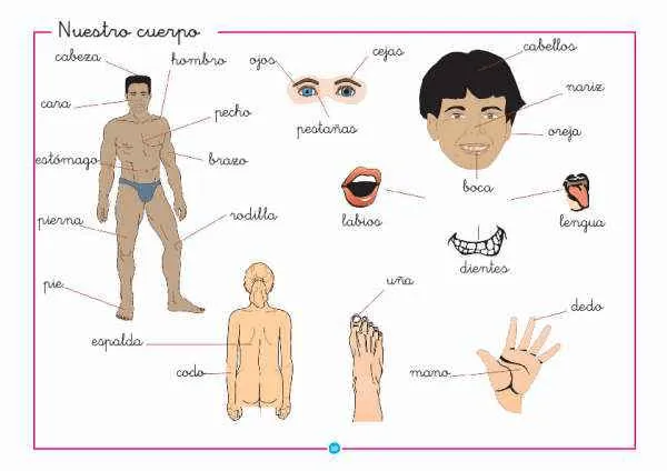 Las partes del cuerpo en inglés y español - Imagui Las partes del cuerpo en inglés y español - Imagui