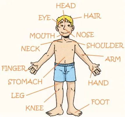 Imágenes de partes del cuerpo en ingles y español | Material para ... Imágenes de partes del cuerpo en ingles y español | Material para ...