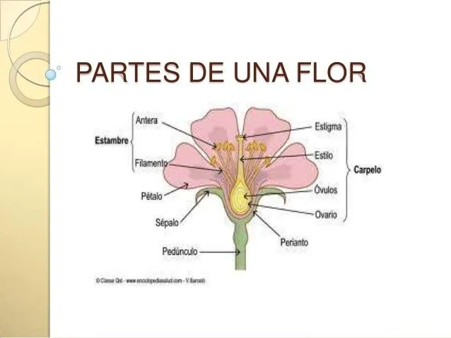 Imágenes de las partes de una flor - Imagui Imágenes de las partes de una flor - Imagui