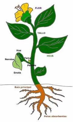 Imagen de las partes de una planta para colorear - Imagui Imagen de las partes de una planta para colorear - Imagui