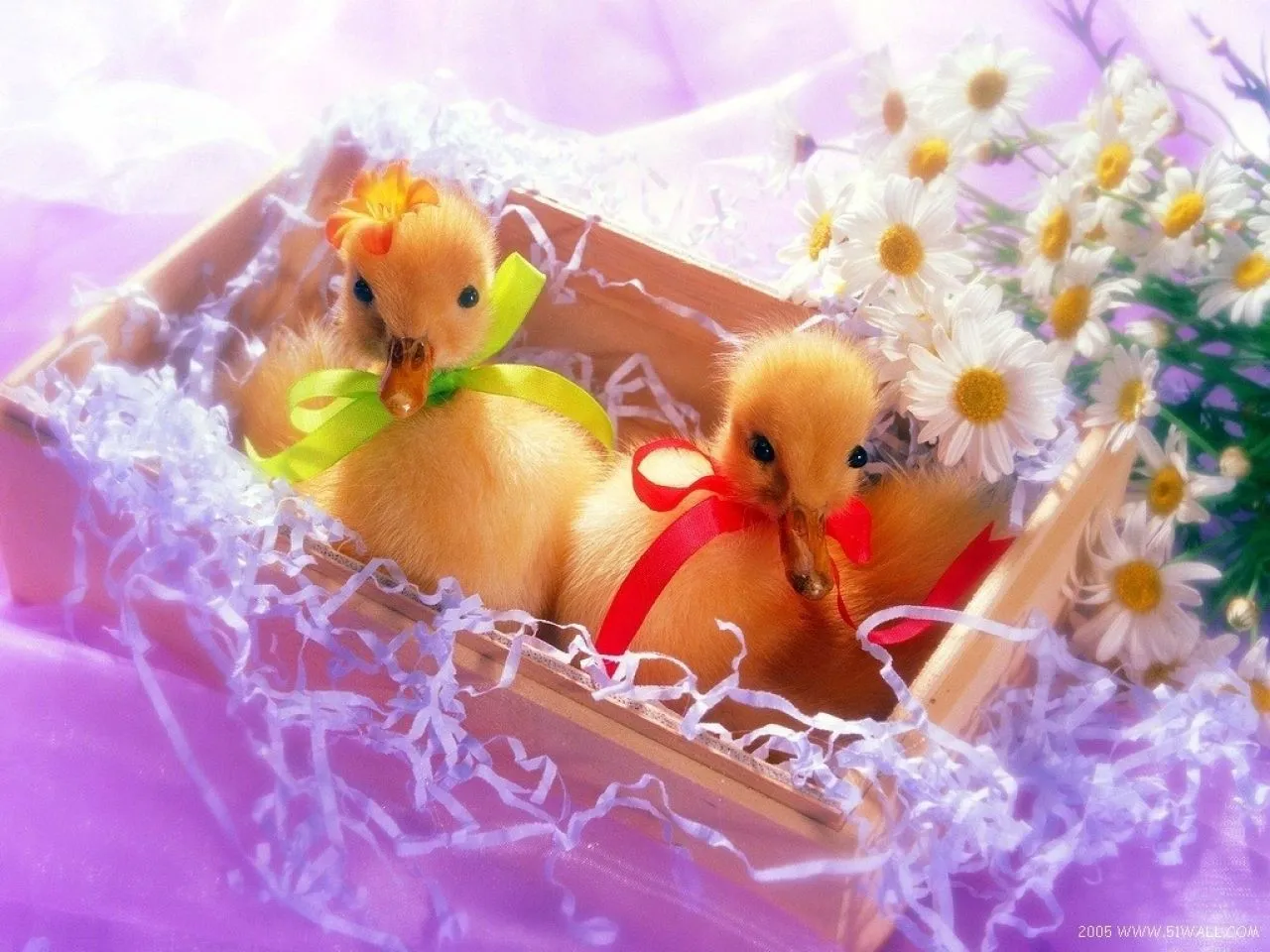 Imagenes de patitos | Wallpapers HD