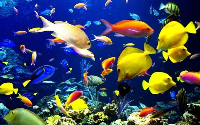 Wallpapers peces HD - Imagui
