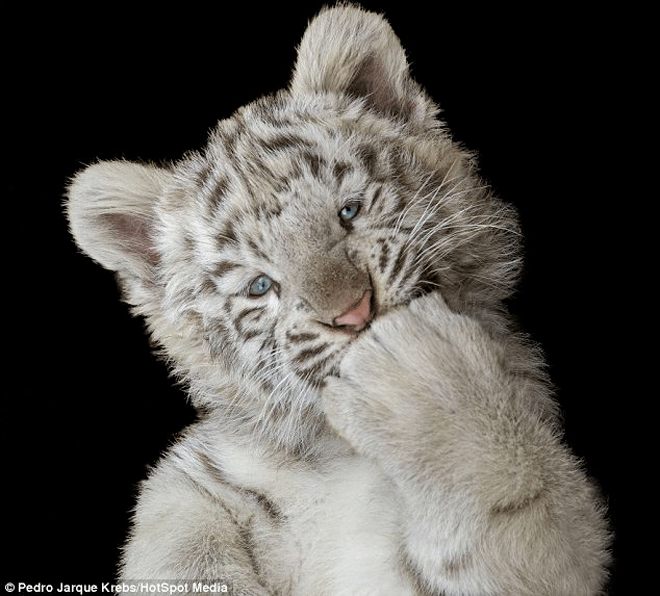 Imagenes de tigre blanco bebé - Imagui