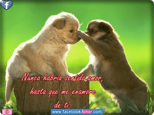 Imagenes de perrito con frases de amor etiquetar en facebook ... Imagenes de perrito con frases de amor etiquetar en facebook ...
