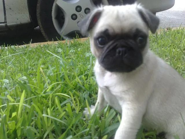 venta de perritos pug en Xalapa