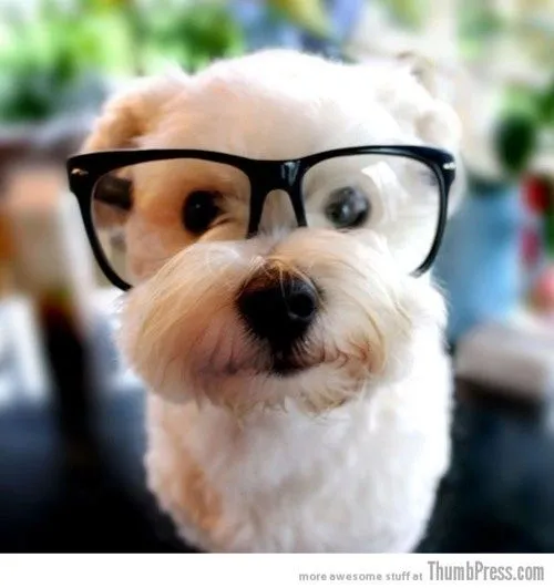 Imagenes de Perritos Bebes tiernos y bonitos | imagenes de perritos Imagenes de Perritos Bebes tiernos y bonitos | imagenes de perritos