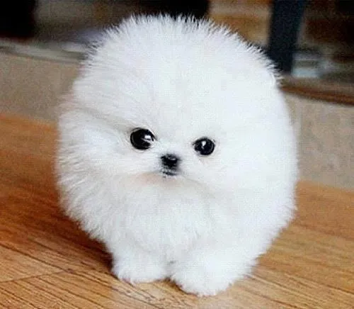 Imagenes de perritos bebés tiernos - Imagui Imagenes de perritos bebés tiernos - Imagui
