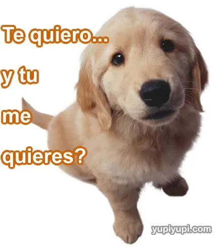 Imagenes De Perritos Bonitos