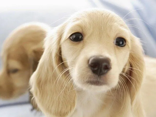 Imagen de perros bonitos - Imagui