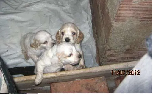 Imagenes de perritos cocker recien nacidos - Imagui