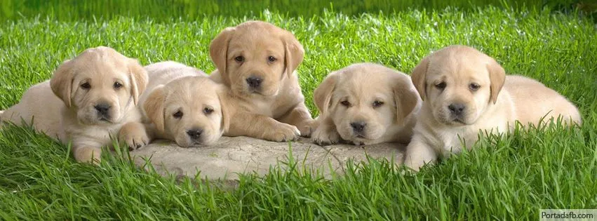 Perritos tiernos para facebook | Imagenes de Animales para Facebook Perritos tiernos para facebook | Imagenes de Animales para Facebook