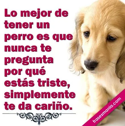 PERRITOS CON FRASES TKM | TODO PARA FACEBOOK IMAGENES PARA ... PERRITOS CON FRASES TKM | TODO PARA FACEBOOK IMAGENES PARA ...
