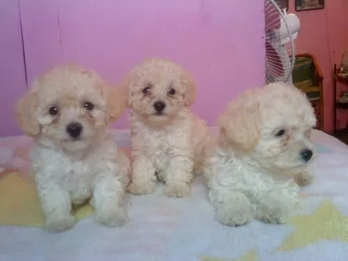 Vendo perritos french poodle tacita cariñosos - Heredia, Costa ...