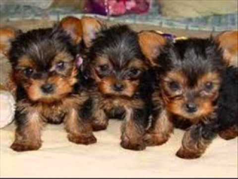 Imagenes de Perritos Lindos & Tiernos! C: - YouTube