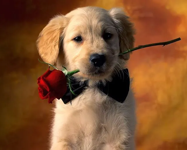 Imagenes de Perritos: Perrito con flor en su boca Imagenes de Perritos: Perrito con flor en su boca