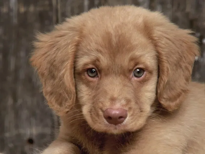 Imagenes de Perritos: Perrito con ojos tiernos Imagenes de Perritos: Perrito con ojos tiernos
