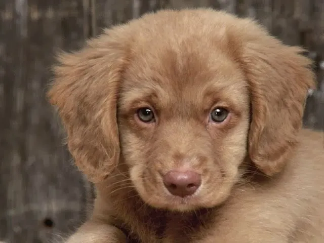 Imagenes de Perritos: Perrito con ojos tiernos Imagenes de Perritos: Perrito con ojos tiernos
