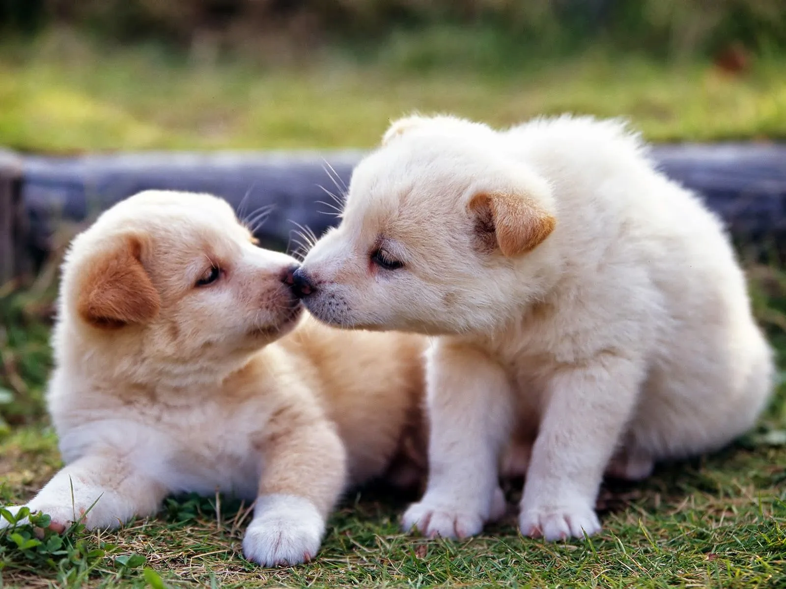 Imagenes de Perritos: septiembre 2013