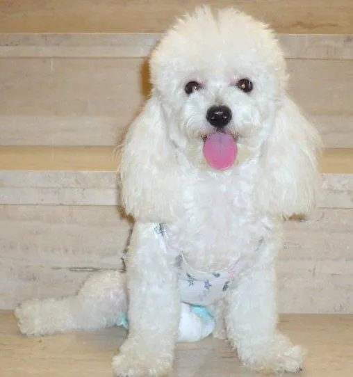Imagenes de perros poodle gratis - Imagui