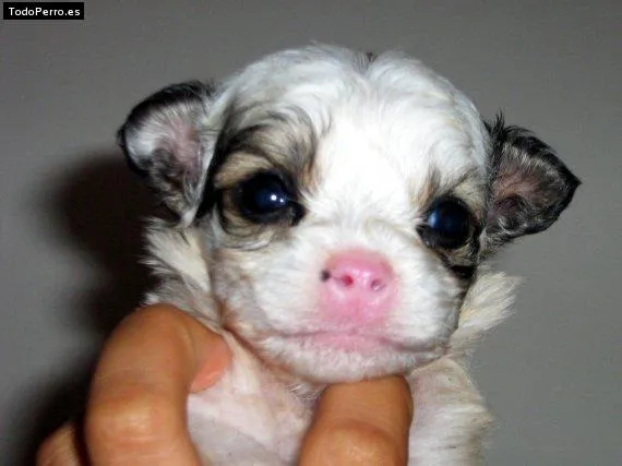 Imágenes de perritos recién nacido - Imagui