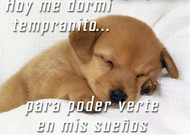 Frases de amor con imágenes de perritos - Imagui Frases de amor con imágenes de perritos - Imagui
