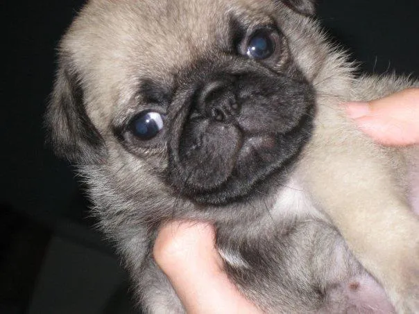 Imagenes de perritos tiernos bebes - Imagui