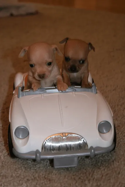 Perritos bebes tiernos - Imagui