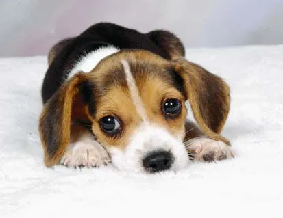 Imagenes de perritos tiernos de caricaturas para colorear - Imagui ... Imagenes de perritos tiernos de caricaturas para colorear - Imagui ...