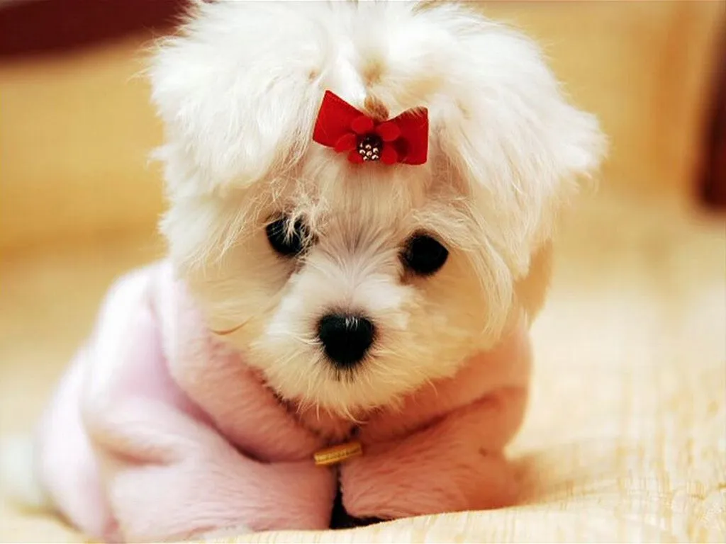 Poemas | Imagenes | Frases | Mensajes: Imagenes de perritos ...