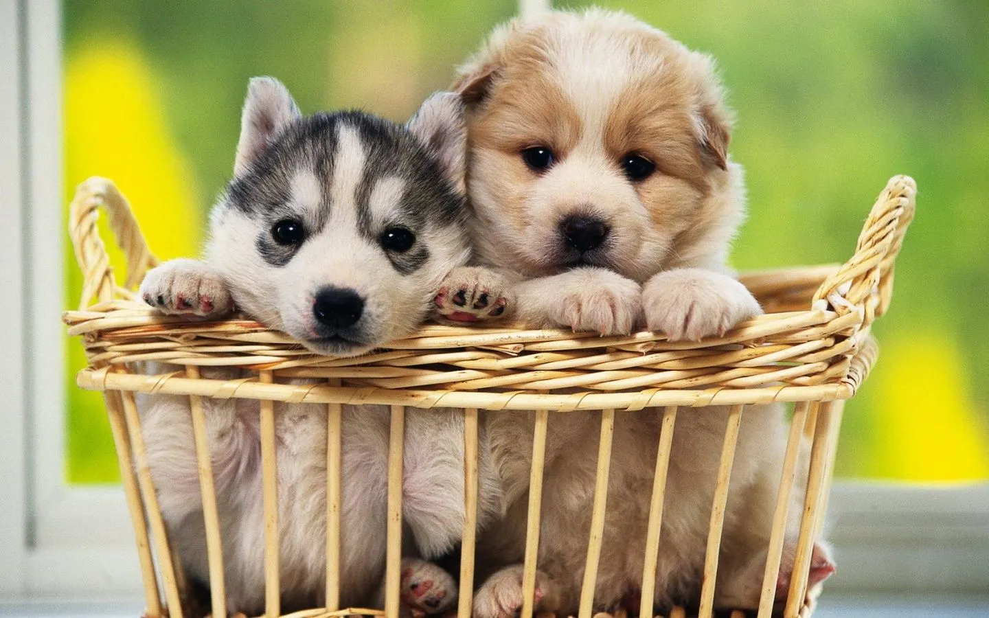 Imagenes de perritos tiernos para descargar | Imagenes de amor y ... Imagenes de perritos tiernos para descargar | Imagenes de amor y ...