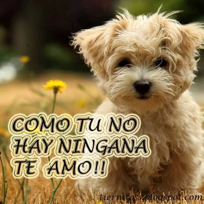Imagenes de perritos Tiernos con frases para Facebook Gratis ... Imagenes de perritos Tiernos con frases para Facebook Gratis ...