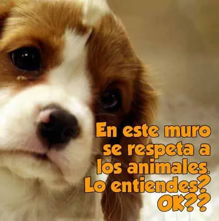 Imágenes de perritos tiernos con frases y mensajes bonitos ... Imágenes de perritos tiernos con frases y mensajes bonitos ...