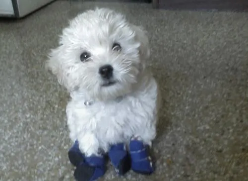 Perros puder toys - Imagui