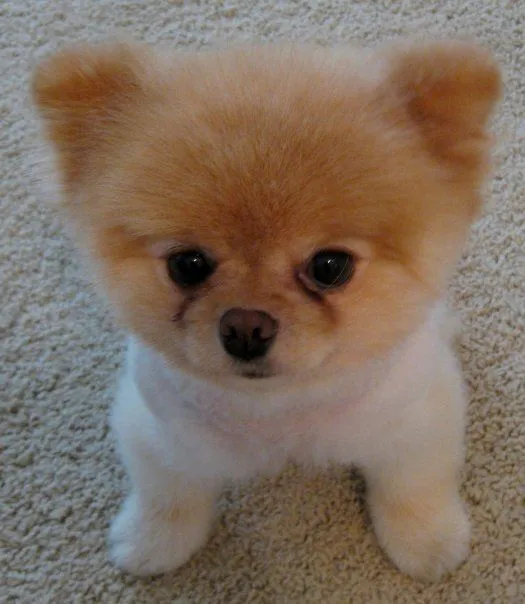 Imagenes de el perro mas mono del mundo - Imagui Imagenes de el perro mas mono del mundo - Imagui