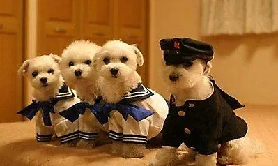 Imágenes bellas en general: Imágenes Perros Bonitos Imágenes bellas en general: Imágenes Perros Bonitos