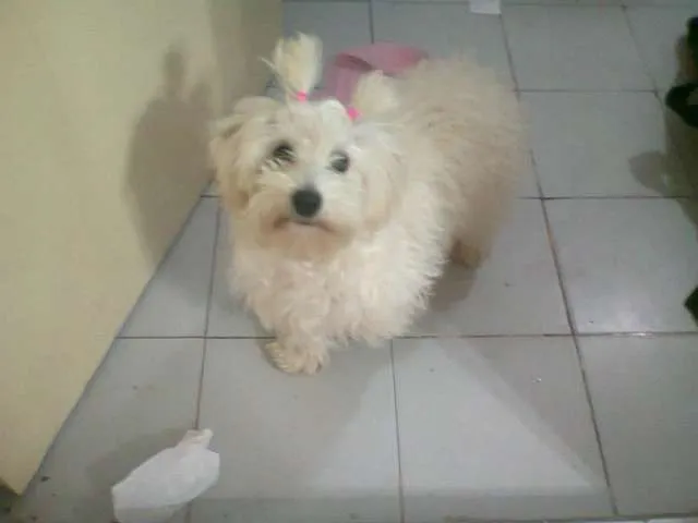 busco novio para mi perrita caniche micro toy blanco en Chaco - 717084