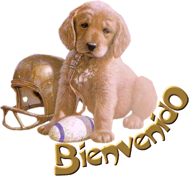 Imágenes de perros y gatos bonitos, feos, mestizos, de raza ...