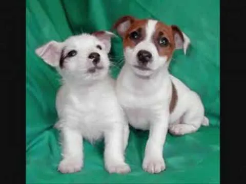 Imagenes De Perros Y Gatos Tiernos Animales Tiernos Bonitos 36 ...