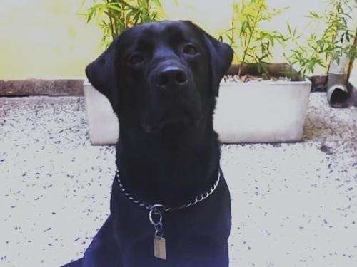 busco novia para mi perro labrador negro en Buenos Aires - 335702