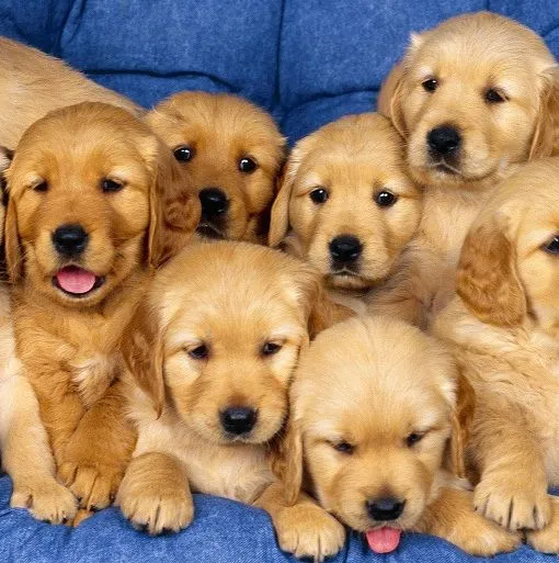 Imagenes de perros monos - Imagui