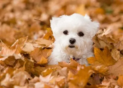 Imagenes Tiernas: Imagenes tiernas de perritos