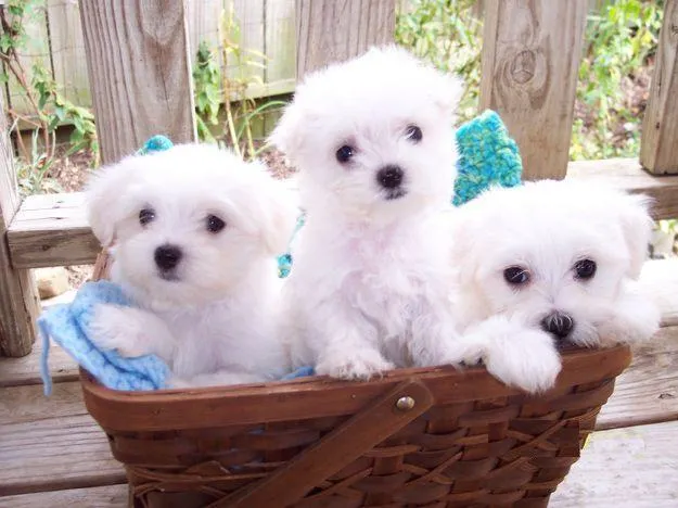 Imagenes tiernas de perritos | Imagenes Tiernas de Amor con Frases Imagenes tiernas de perritos | Imagenes Tiernas de Amor con Frases