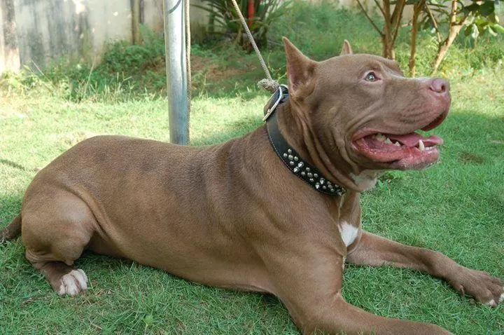 Consigue que tu Pitbull no tire de la correa | RazaPitbull.com