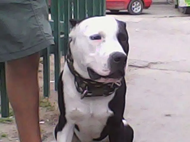 Imágenes de perros pitbull en 3D - Imagui