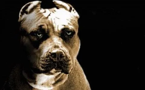 Imagenes de perros pitbull animados - Imagui