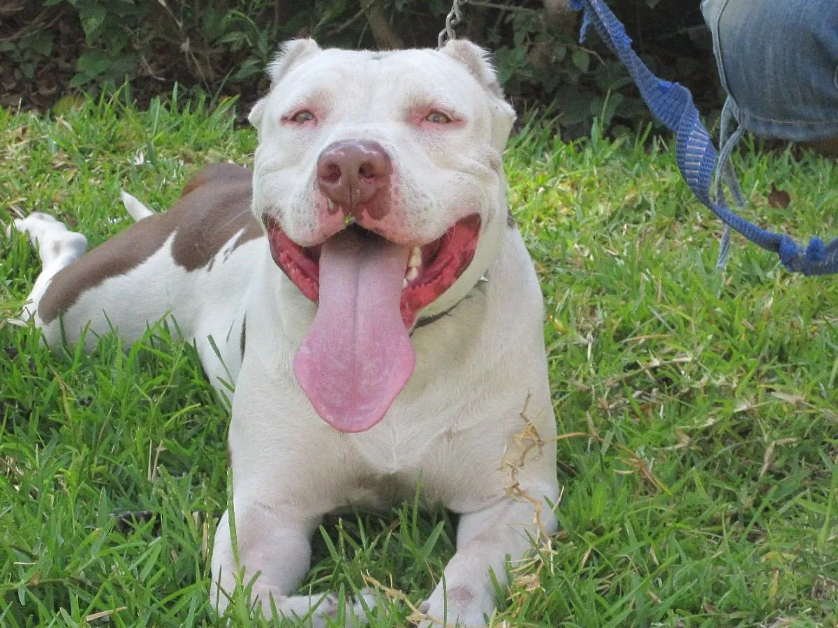 Imagenes De Perros Pitbull Blog De Fotografias | Imagenes Gratis