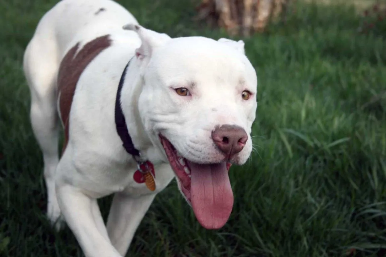 Imagenes De Perros Pitbull Blog De Fotografias | Imagenes Gratis