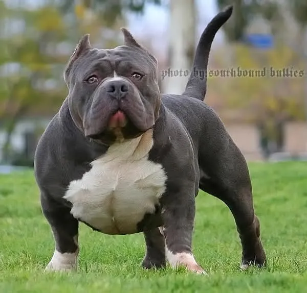 Imagenes de perros pitbull bullying - Imagui