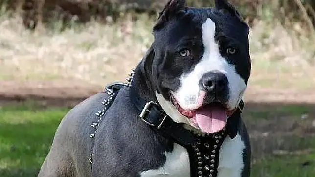 Fotos de perros pitbull para FaceBook - Imagui