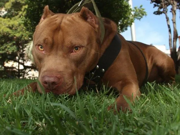 Qué necesitas para tener legalmente a un Pitbull? Qué necesitas para tener legalmente a un Pitbull?